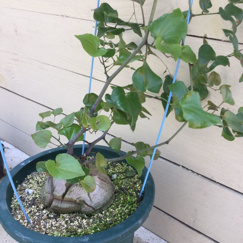Dioscorea elephantipes ( アフリカ亀甲竜 ) - M's plants
