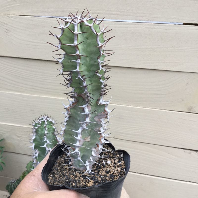 ユーフォルビア 矢毒キリン - M's plants