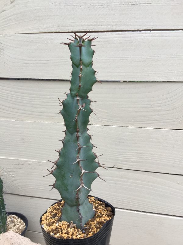 ユーフォルビア コエルレッセンス (大鳳角) - M's plants