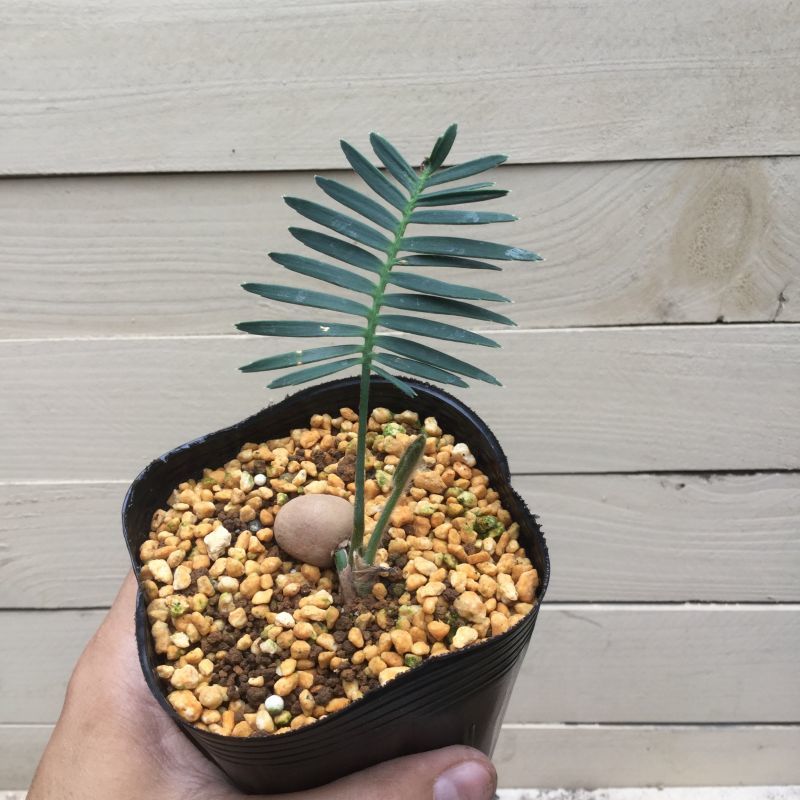 ディオーン エデュレ - M's plants