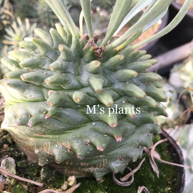 ユーフォルビア オベサ鉄甲 (オベサ × 鉄甲丸) - M's plants