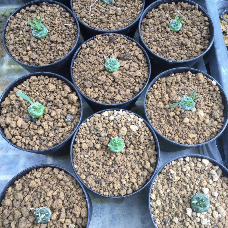 ユーフォルビア オベサ鉄甲 (オベサ × 鉄甲丸) - M's plants