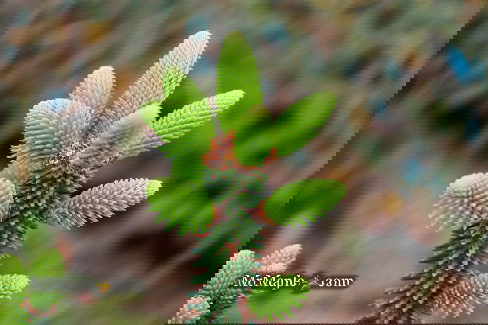 Buy Abies pinsapo 'Fastigiata' Golden Spanish Fir — Mr Maple