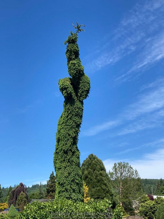 Buy Picea omorika 'Golden Midget' Serbian Spruce — Mr Maple │ Buy