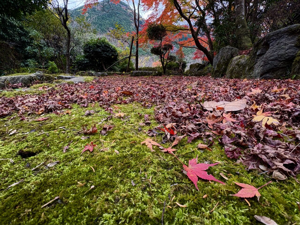 古賀市】米多比の「興山園」は紅葉真っ盛り。色づくモミジやイチョウと
