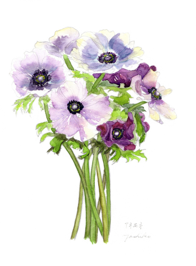 志村好子「アネモネ」水彩画（絵寸241×333・額寸377×454mm）