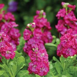 Matthiola incana Hot Cakes Hot Rose - Muller Seeds