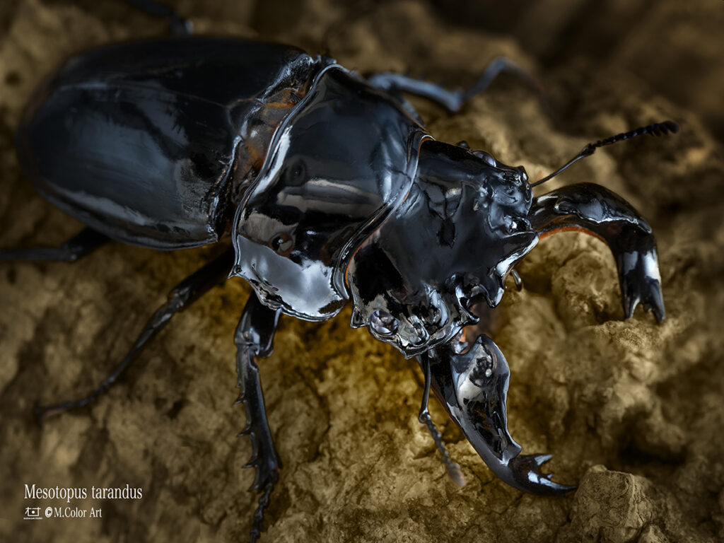 タランドゥスオオツヤクワガタ」を撮影しました - 村上スタジオ｜福岡