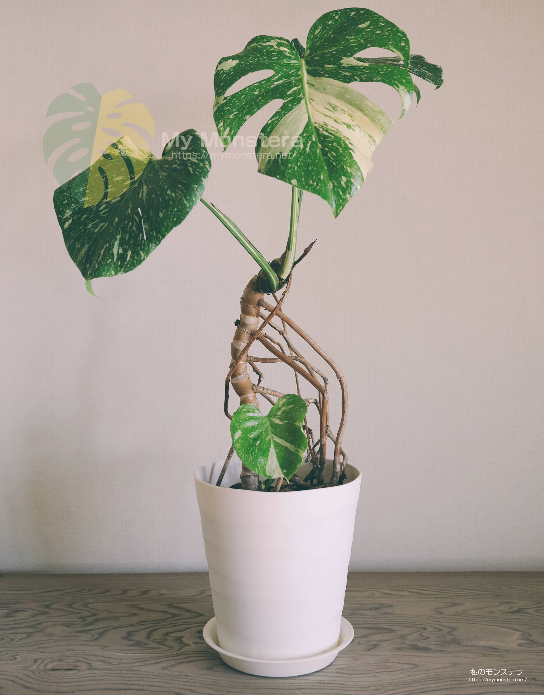 モンステラを幹立ち（幹上がり）に仕立てる - 私のモンステラ
