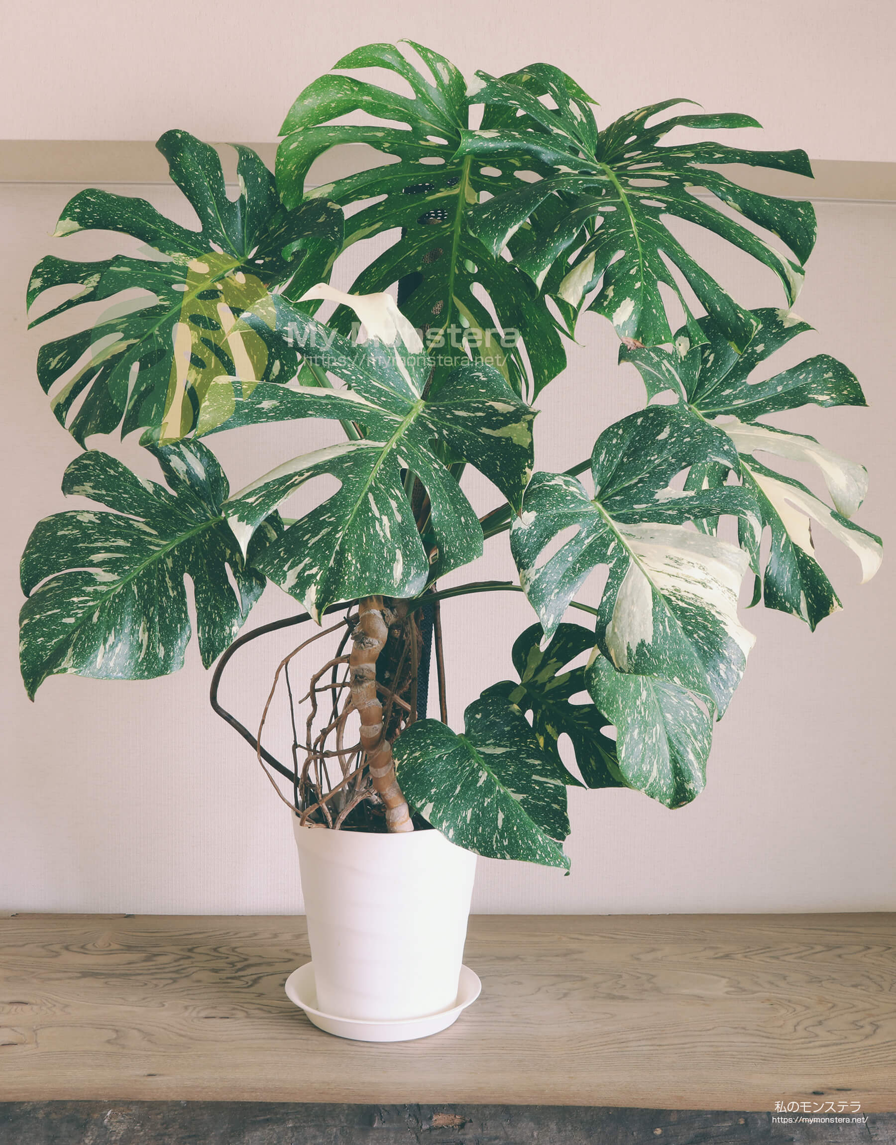 モンステラデリシオーサタイコンステレーション( Monstera​ Deliciosa