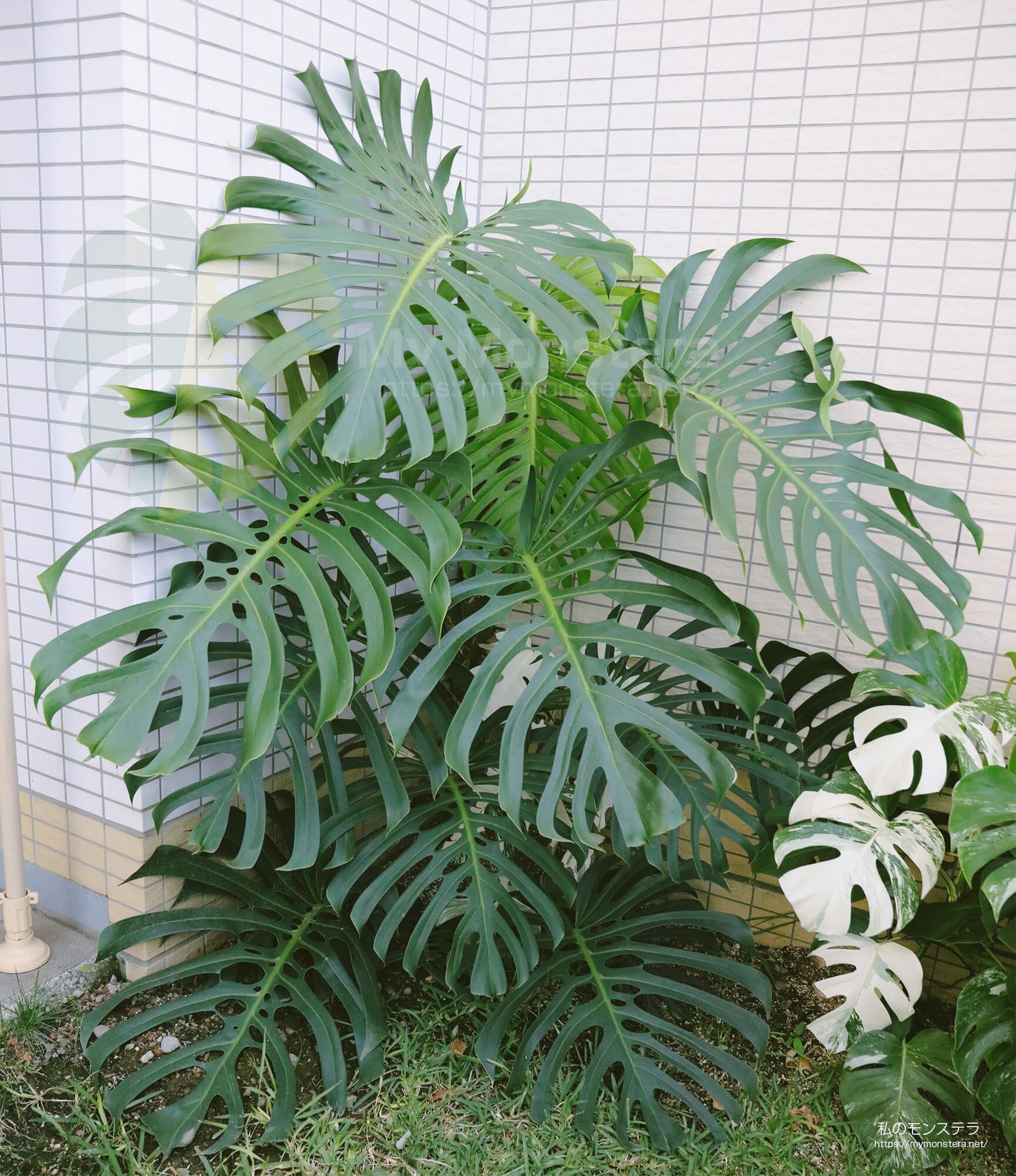 モンステラデリシオーサ ( Monstera Deliciosa ) - 私のモンステラ