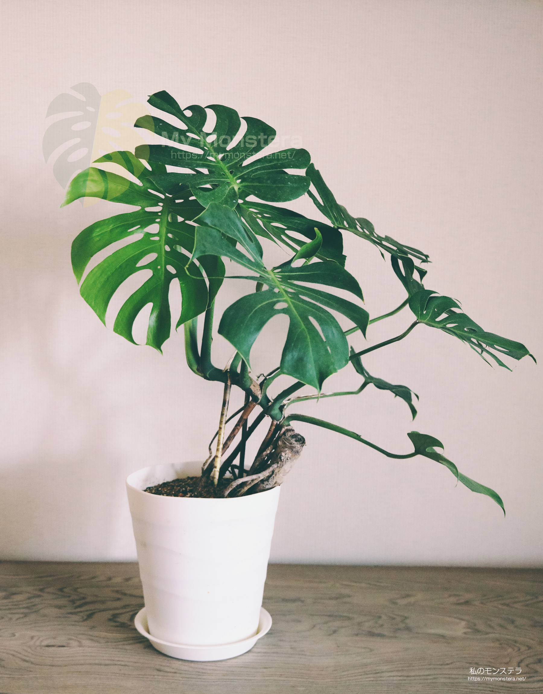 モンステラを幹立ち（幹上がり）に仕立てる - 私のモンステラ