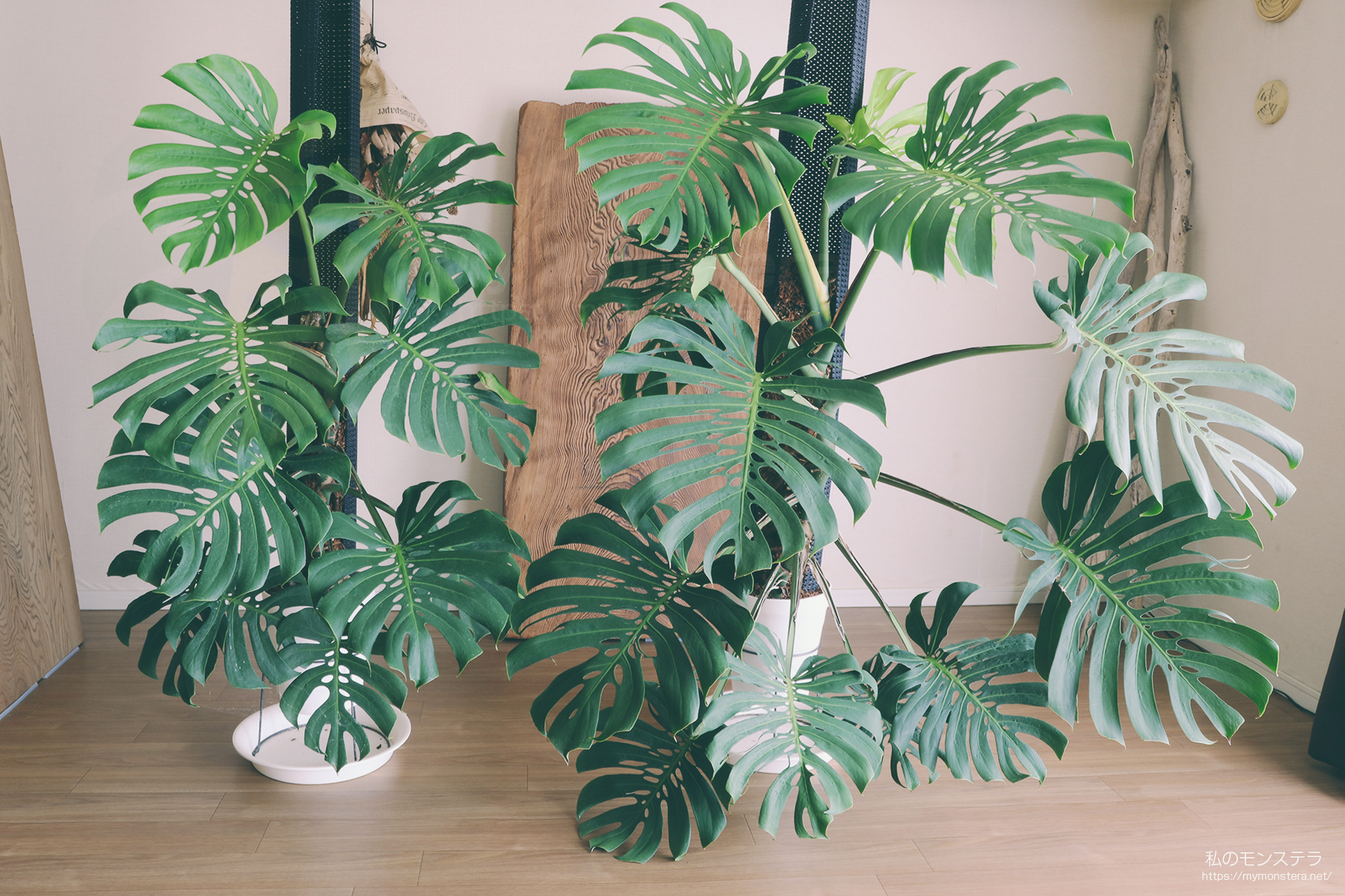 モンステラデリシオーサマクロコズム( Monstera Deliciosa Macrocosm