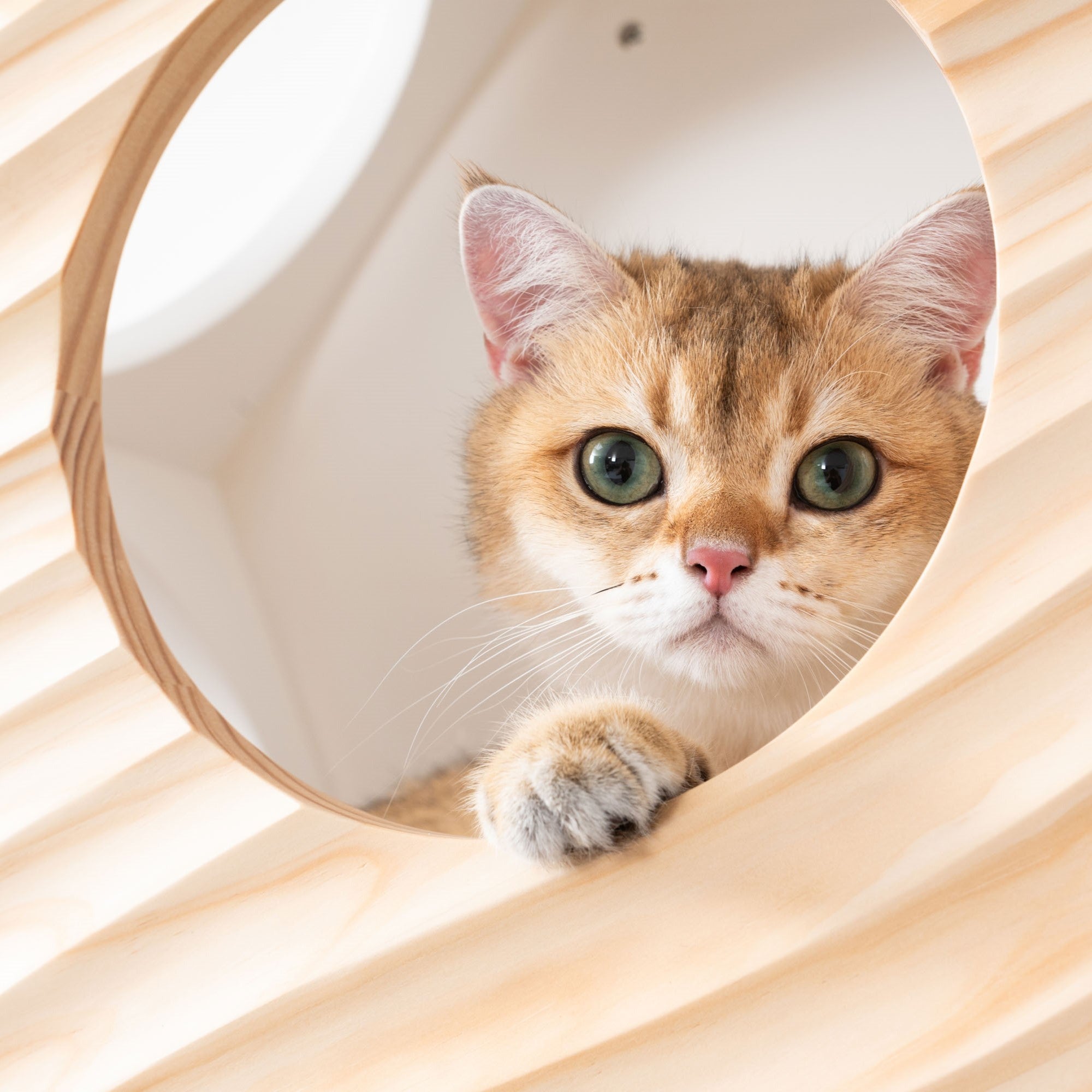 MYZOO-六角ハウスシリーズ