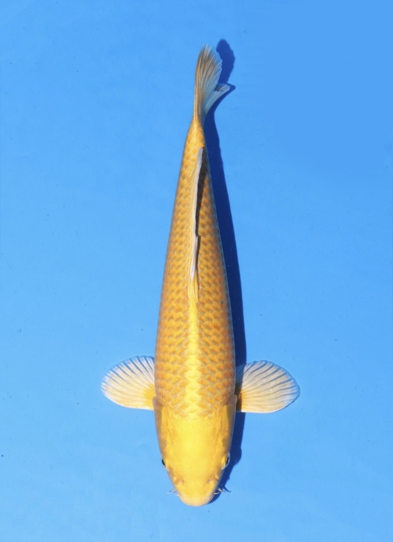 錦鯉を探す｜錦鯉販売、オンラインショップの錦鯉ドットコム