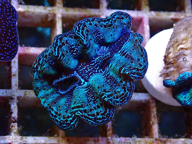 沖縄産シャコガイが美個体尽くし！フラグシャコガイ大量作成中