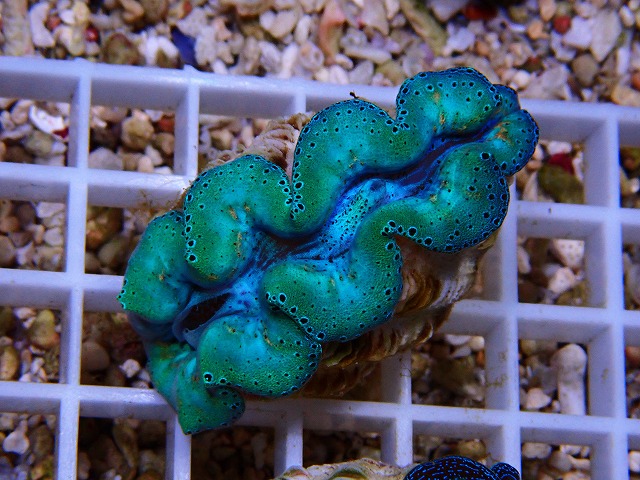 養殖ヒメシャコガイ入荷しました！ | 生麦海水魚センター