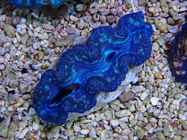 沖縄ヒメシャコガイ追加入荷！特大ヒレシャコガイも入荷しております