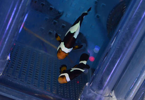 セレクトレアクマノミ大量入荷！ | 生麦海水魚センター