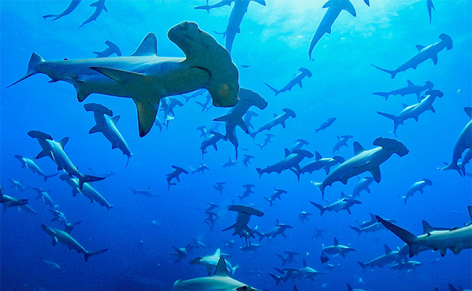 料金 | 横浜のダイビングショップ(スクール) Namidea(ナミディア)