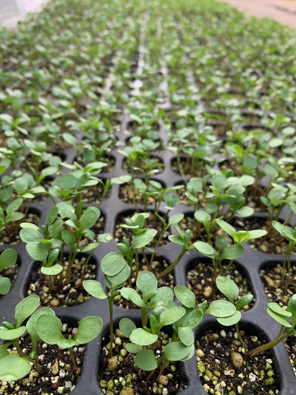 nanadecor×in Between Blues 2025｜藍の産地、徳島県で丁寧に染めた