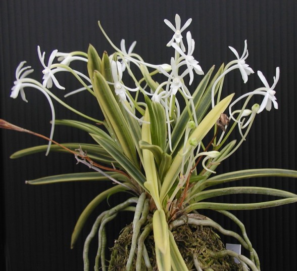 なおの趣味の園芸 風蘭・富貴蘭