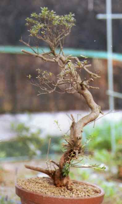 なおの趣味の園芸 さつき盆栽 山の光