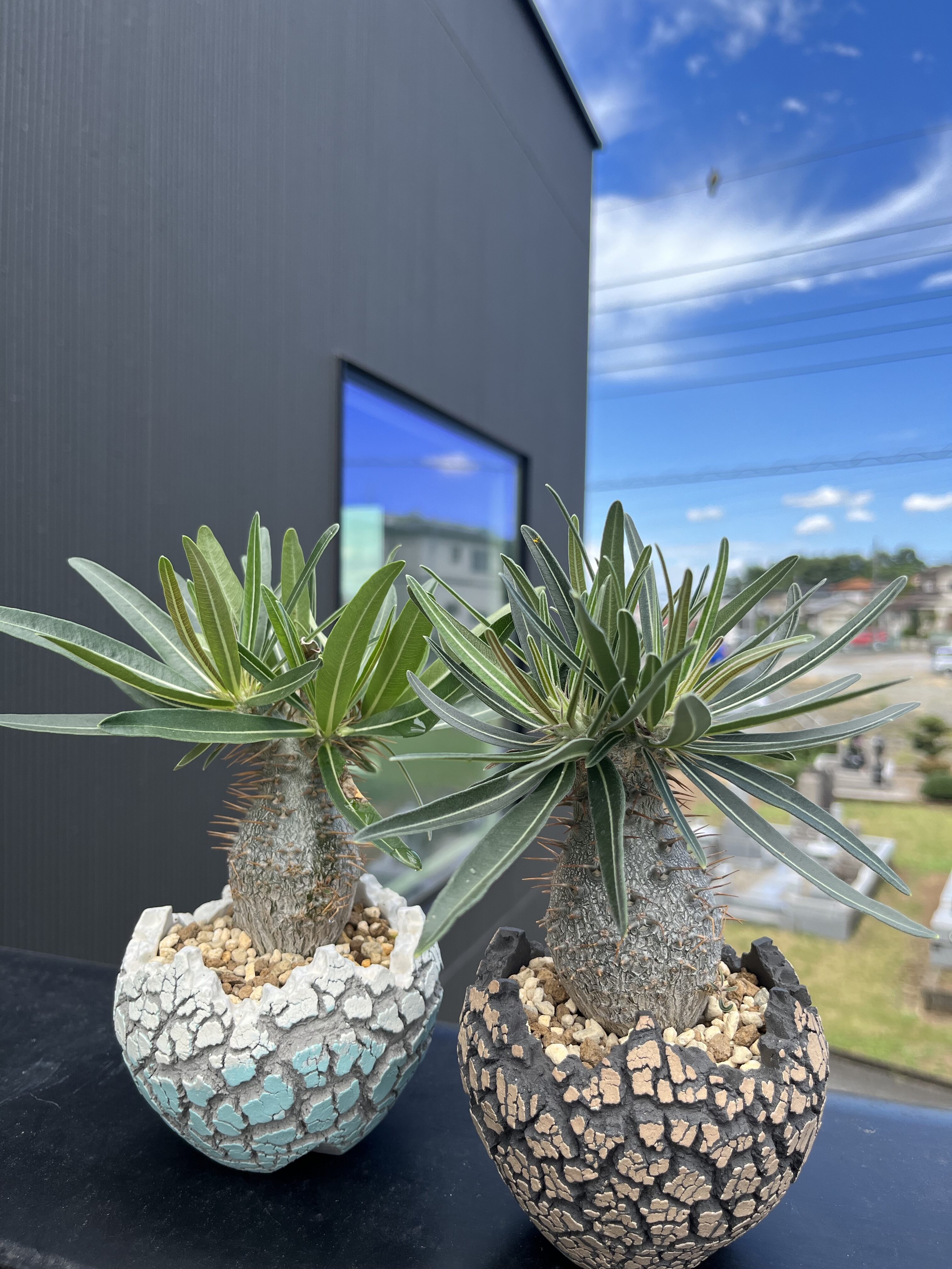 グラキリス実生156週（1095日） | な夫ブログ