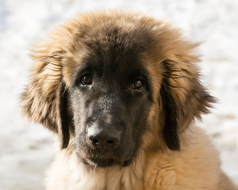 レオンベルガーの飼い方完全ガイド】魅力・性格・寿命まで nademo