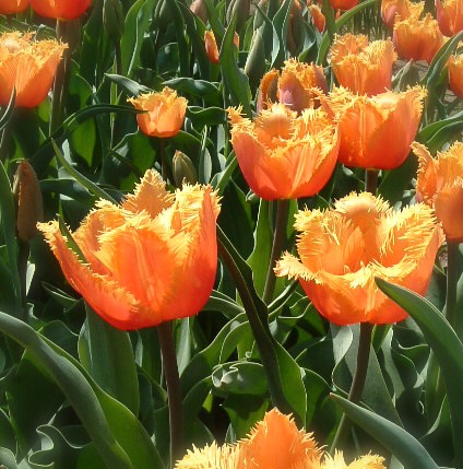 チューリップ フリンジ咲き：ランバダ（オレンジ）【球根】 | nae-ya