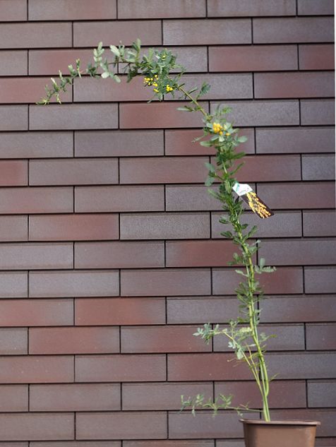 アカシア/ミモザ：ミモザアカシア（銀葉アカシア） | nae-ya｜herbal