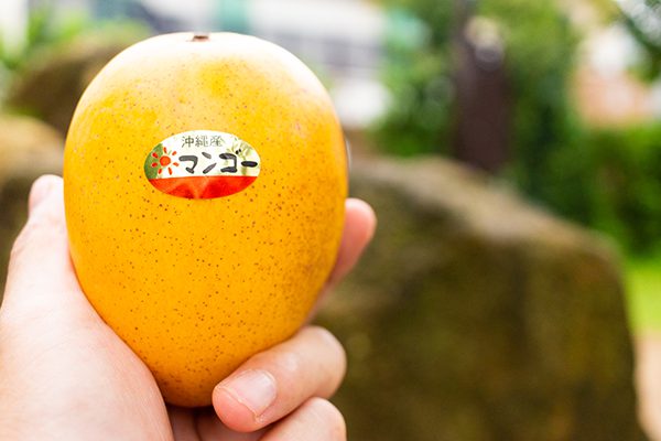 金蜜マンゴー」通販 口の中にあふれ出す蜜のような甘味！金蜜マンゴー