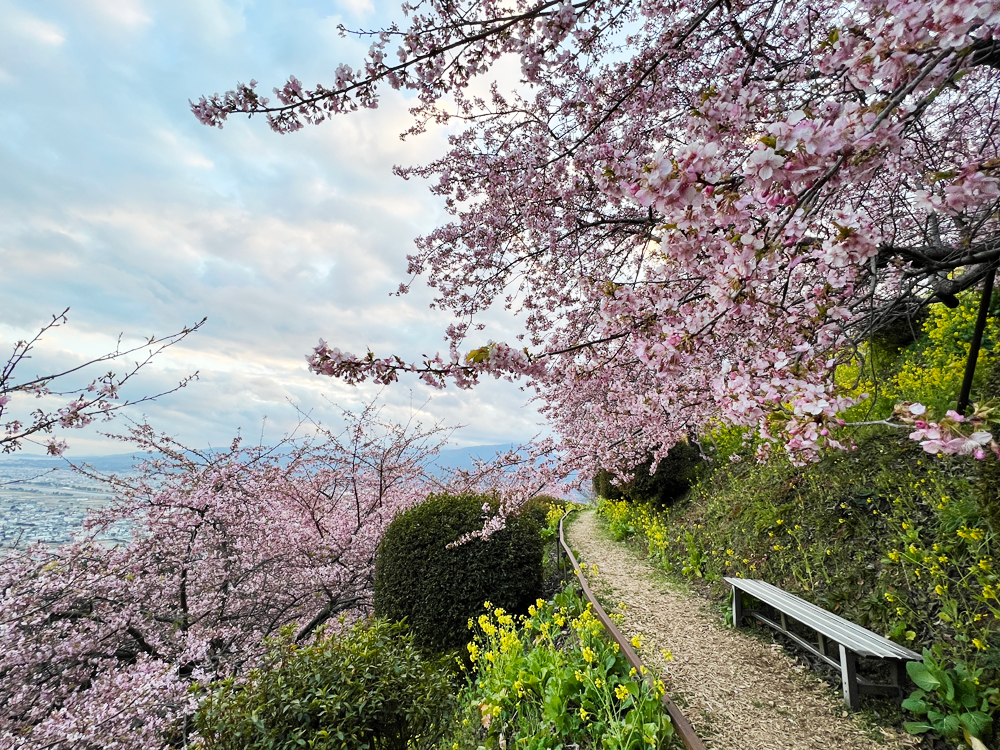 河津桜は8分～9分咲きです | 内藤園－松田山みかんの里 内藤園