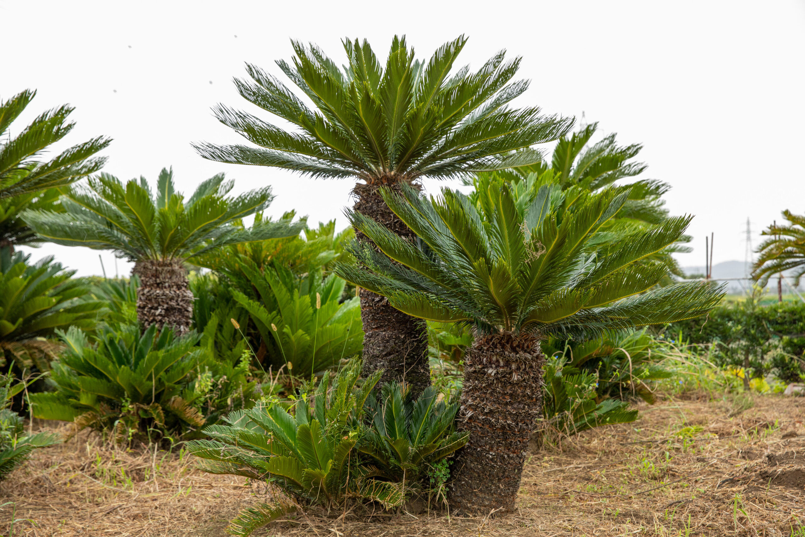 ソテツ | 株式会社中島造園