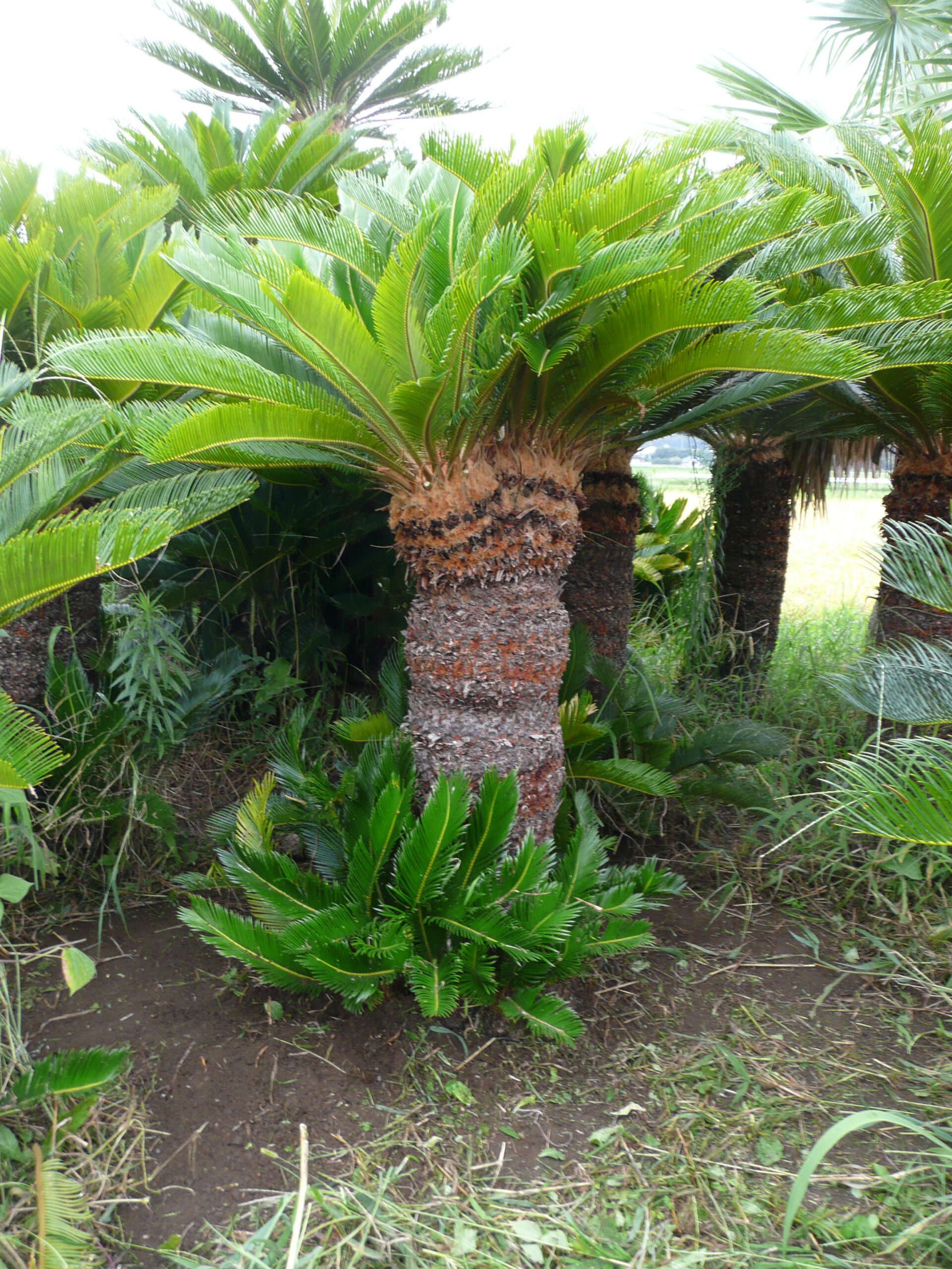 ソテツ | 株式会社中島造園