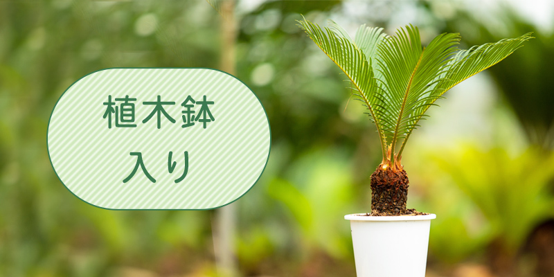 ソテツ（10号） | 株式会社中島造園_EC