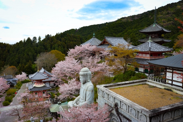 壷阪寺の桜見ごろ2026（時期:4月上旬～中旬頃）