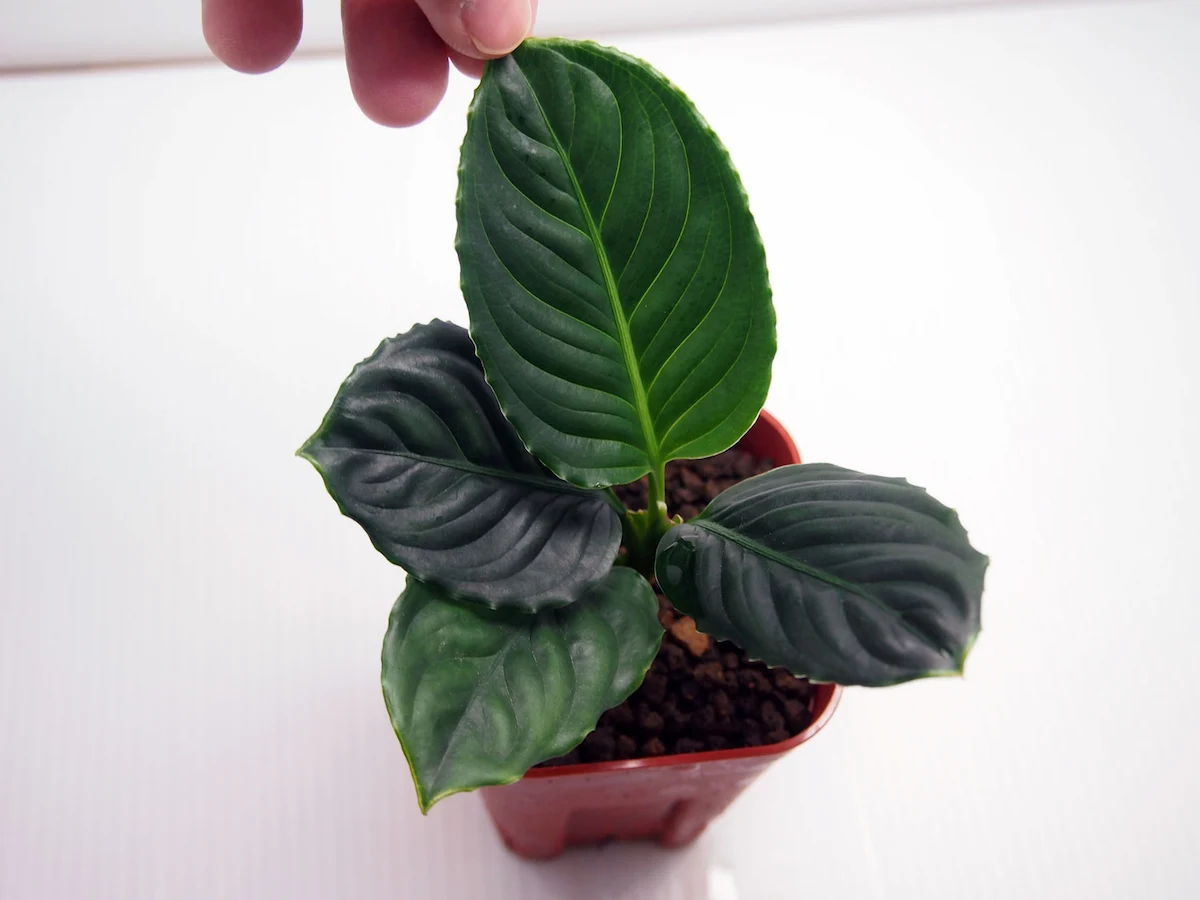 アグラオネマ - 熱帯魚・水草 ナチュラ