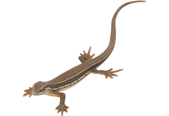 トカゲ・ヤモリ フィギュアマスコット – ネイチャーテクニカラー公式