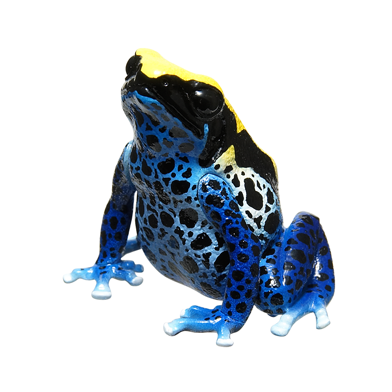 ヤドクガエル The BEST – ネイチャーテクニカラー公式