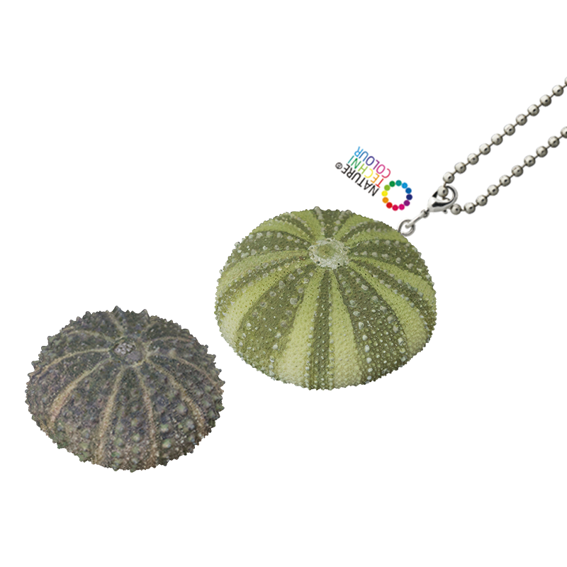 棘皮動物の裸殼 マグネット＆ボールチェーン – ネイチャーテクニカラー公式