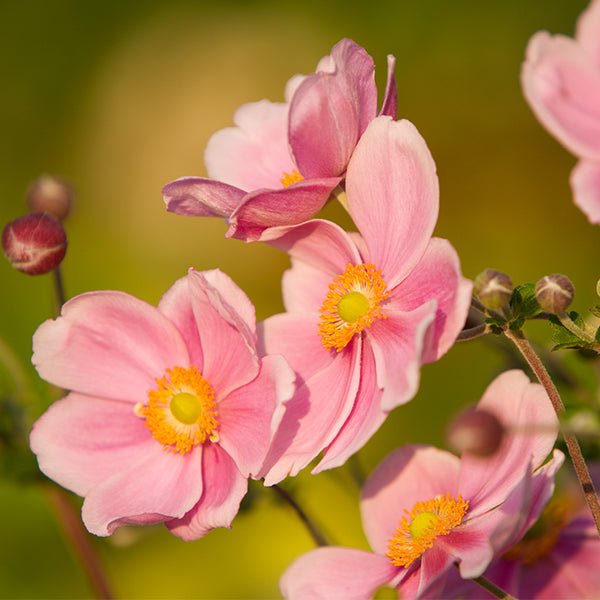 September Charm Japanese Anemone | Buy at NatureHills.com