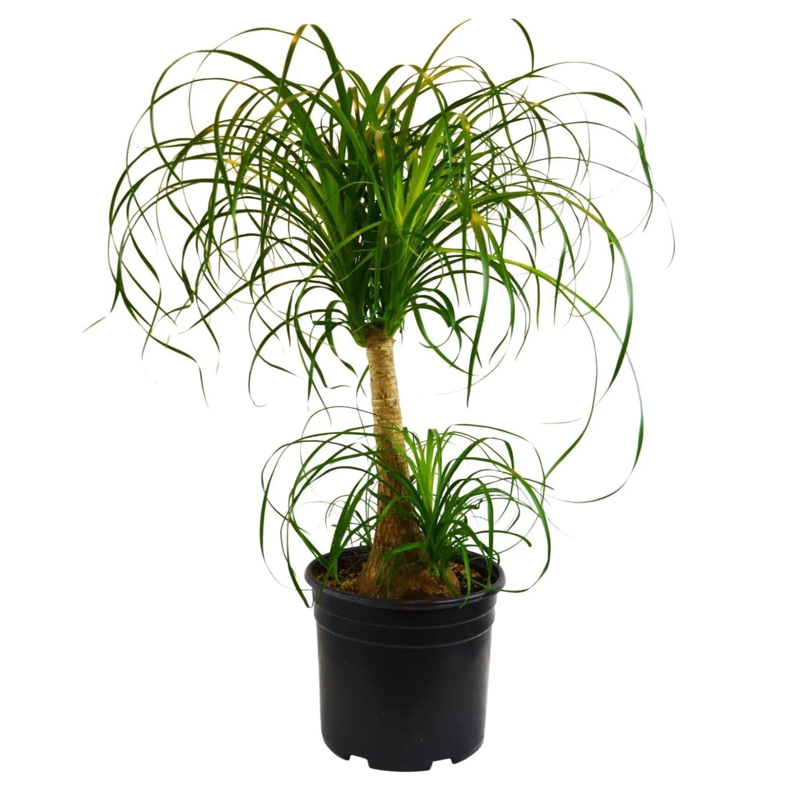 Ponytail Palm – Sculptural, Easy-Care, Tropical Succulent