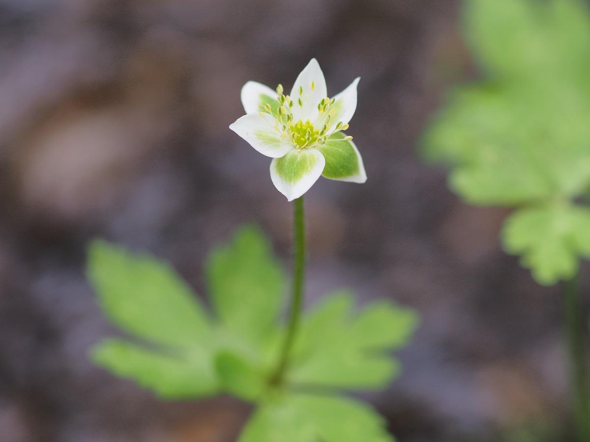 ニリンソウ（二輪草） – ＃そぞろ定山渓 Sozoro-aruki