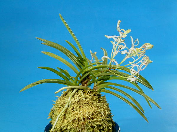 富貴蘭［富貴蘭の花］