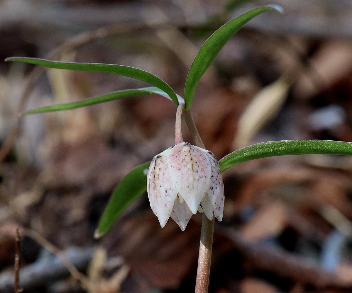 カイコバイモ | 山川草木図譜 | 春, 野山の植物, 山岳の植物