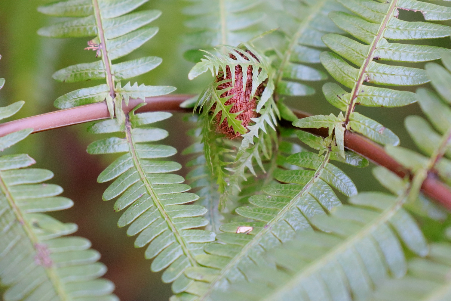 ウラジロ | 山川草木図譜 | ふと気になった植物や自然の備忘録として
