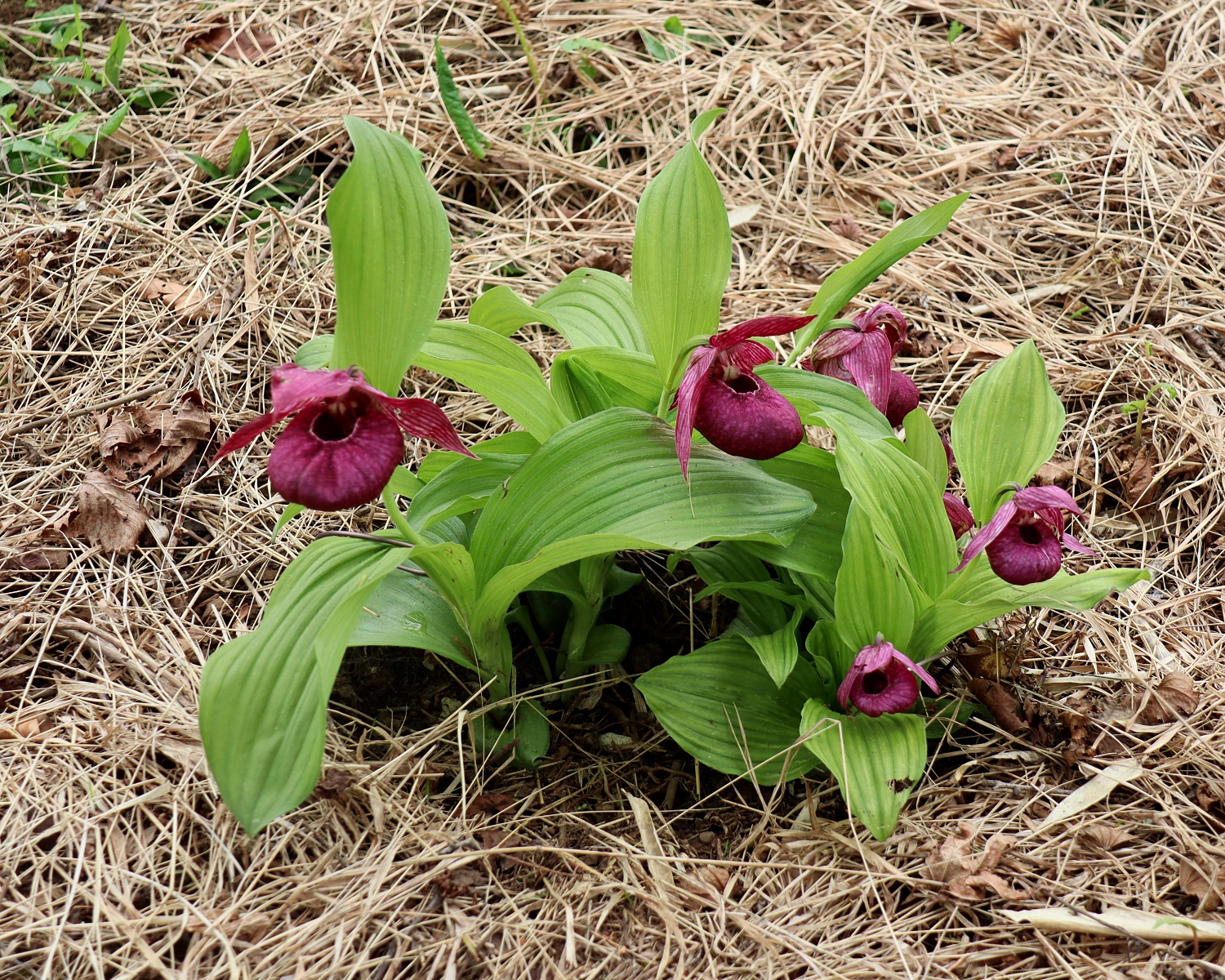 ホテイアツモリソウ | 山川草木図譜 | 山岳の植物, ラン科, 国内希少