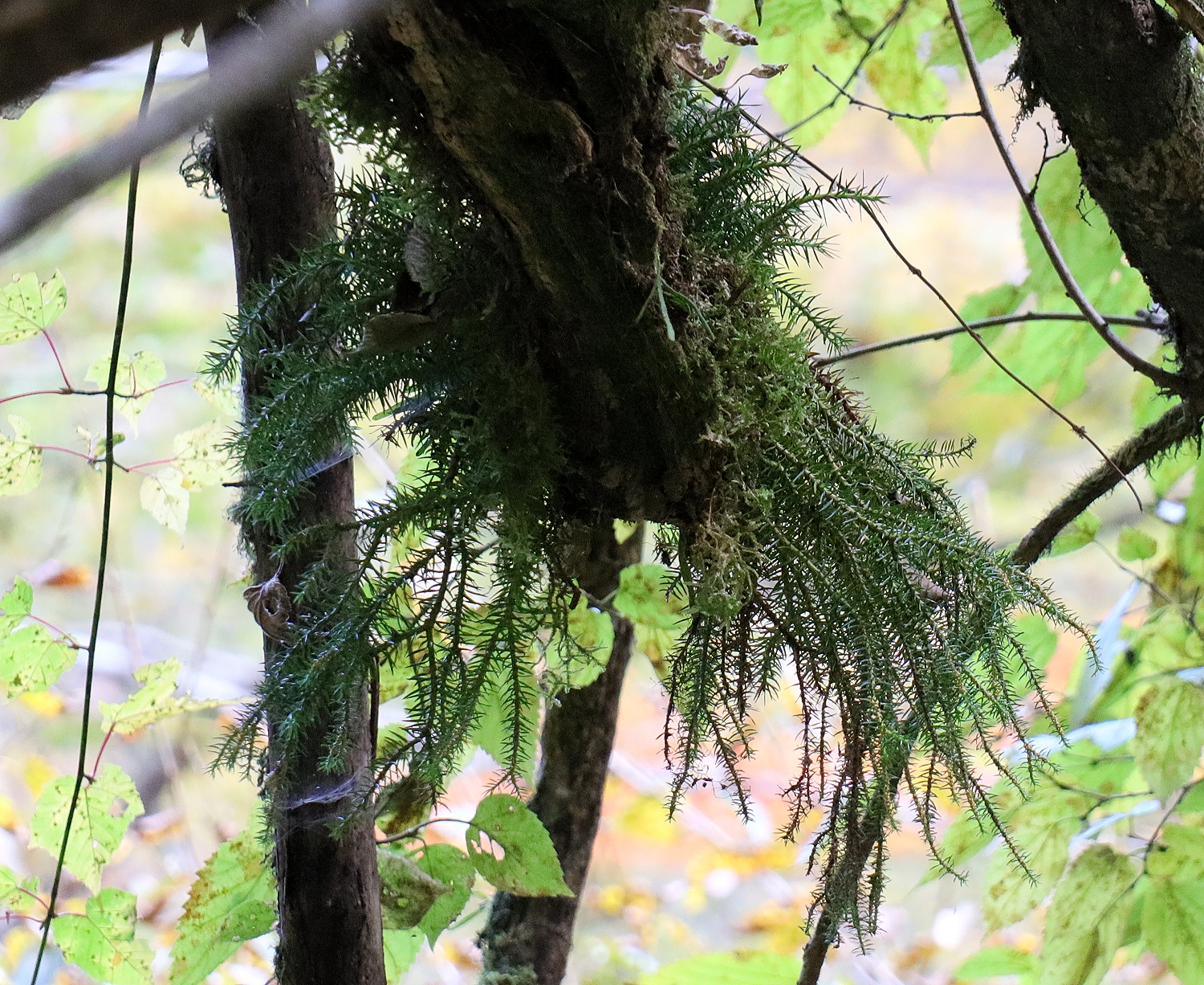 スギラン | 山川草木図譜 | 山岳の植物, ヒカゲノカズラ科, 11月, 羊歯