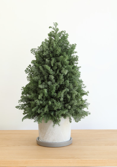 クリスマス ヌードツリー｜プリザーブドグリーン 花材 販売 小分け